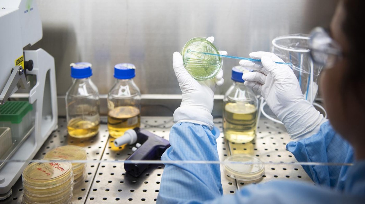 Scientist examining petri dish in lab